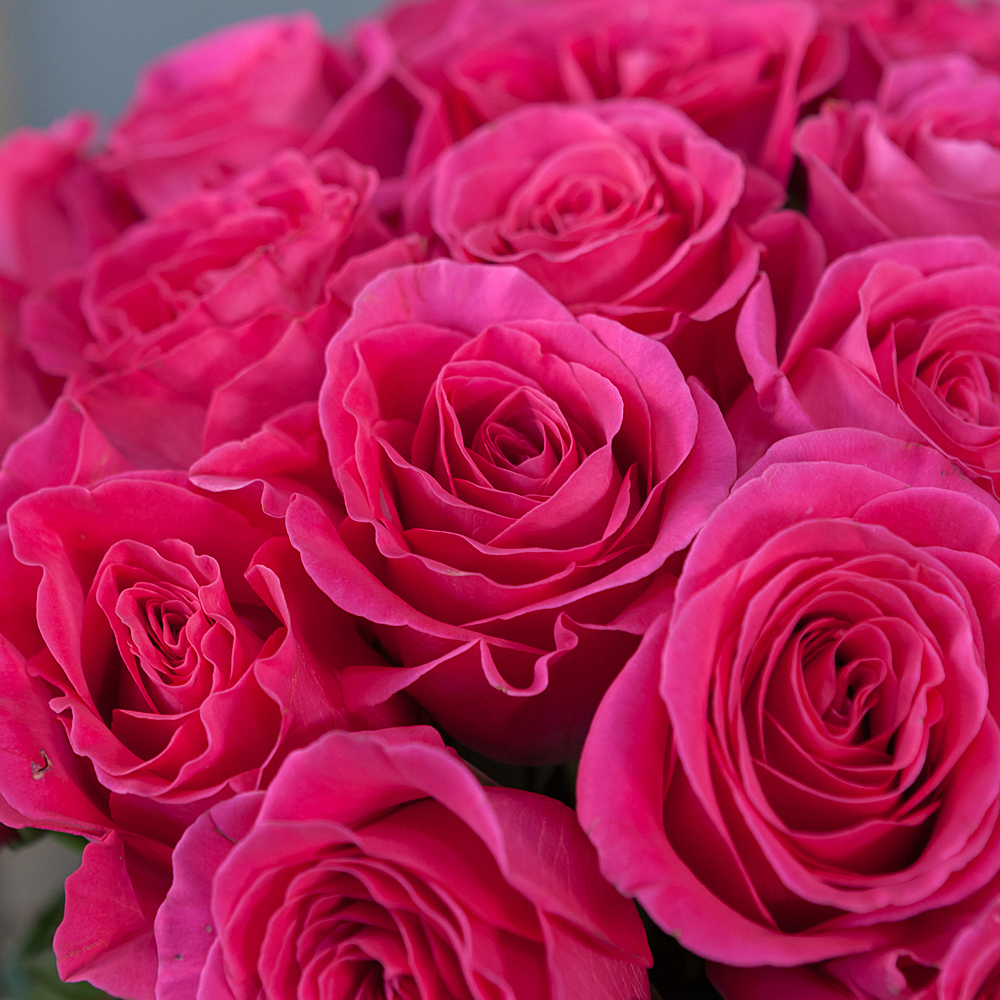 монобукет 25 роз «pink floyd» под ленту 