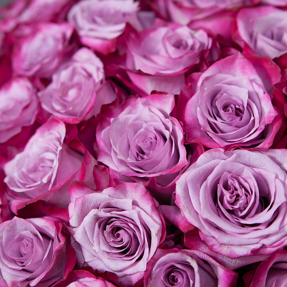монобукет 101 роза «deep purple» под ленту 