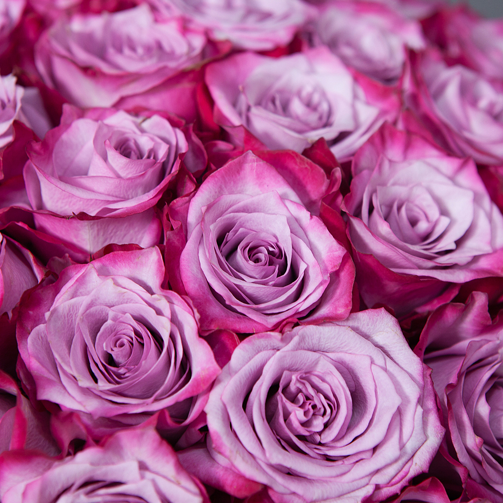монобукет 101 роза «deep purple» под ленту 