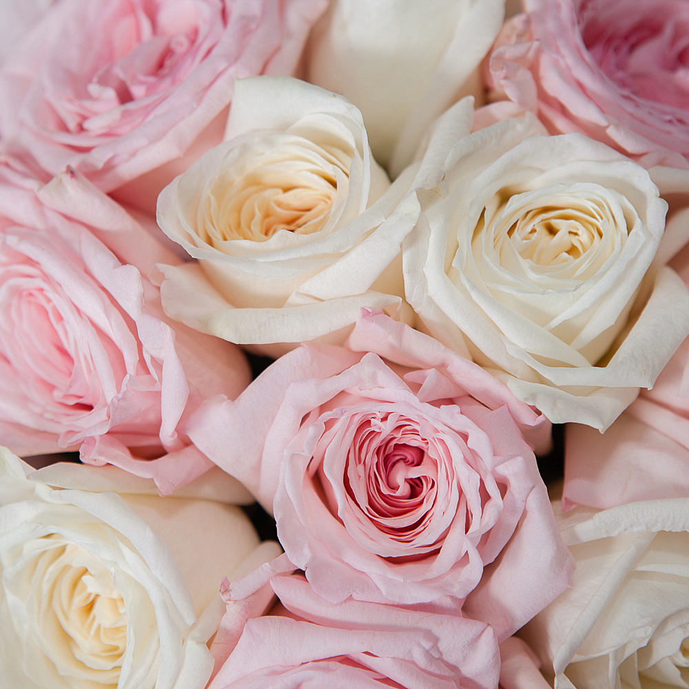 монобукет бело-розовый микс из 11 эквадорских роз в упаковке с тишью 