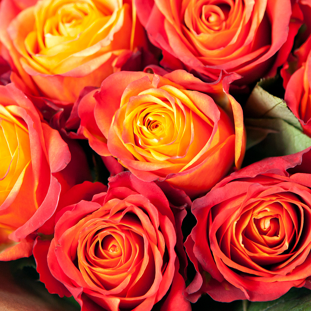 монобукет из 11 эквадорских роз "atomic"   в крафте 