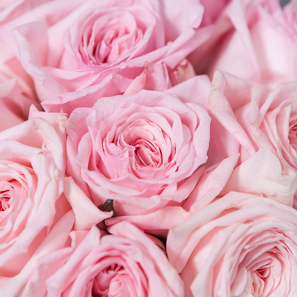 монобукет 11 роз "pink o`hara" под ленту 