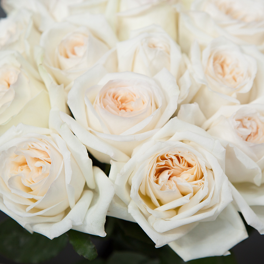 монобукет 25 роз "white o`hara" под ленту 