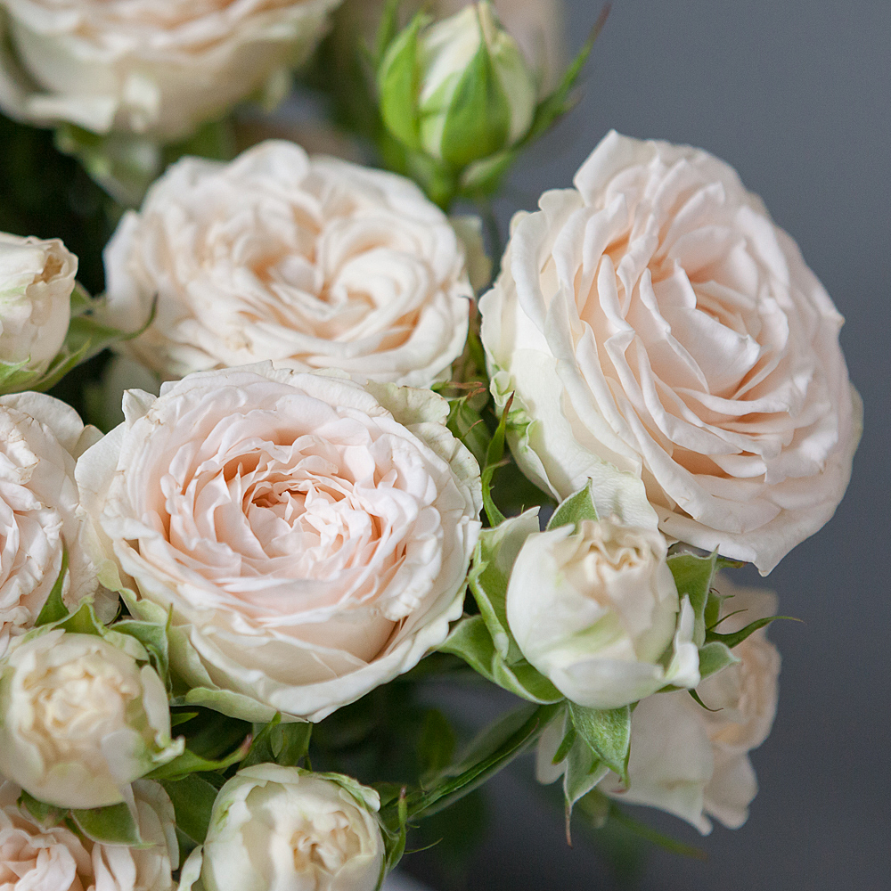 монобукет 9 кустовых роз "sophy" под ленту 