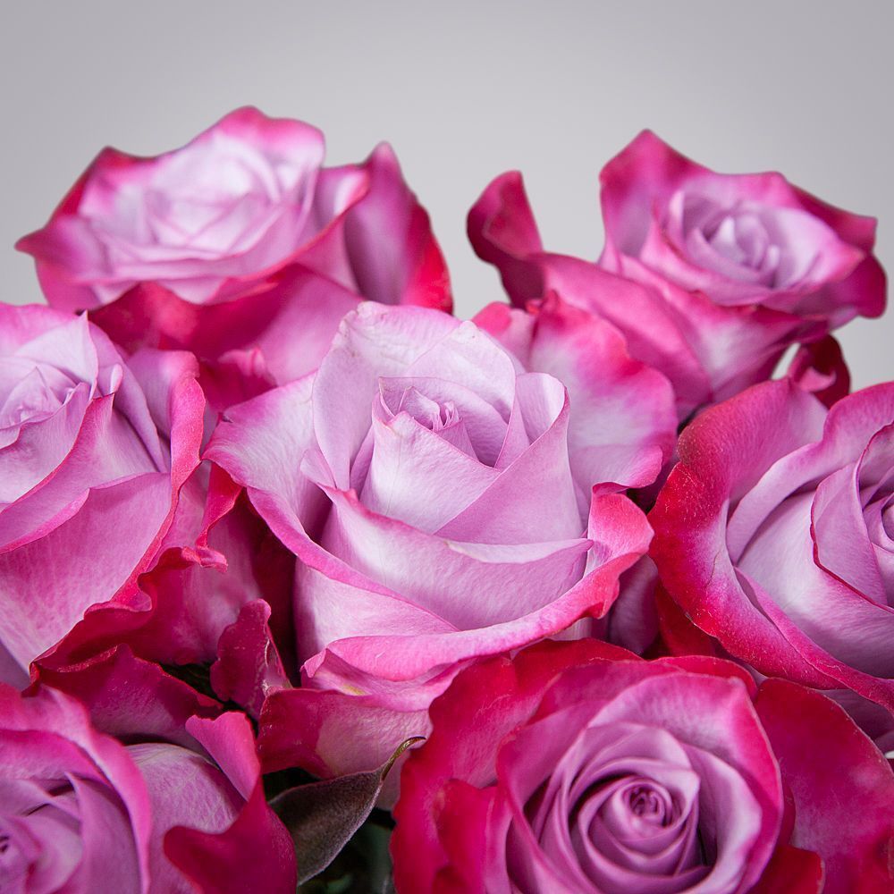 монобукет 9 роз "deep purple" под ленту 