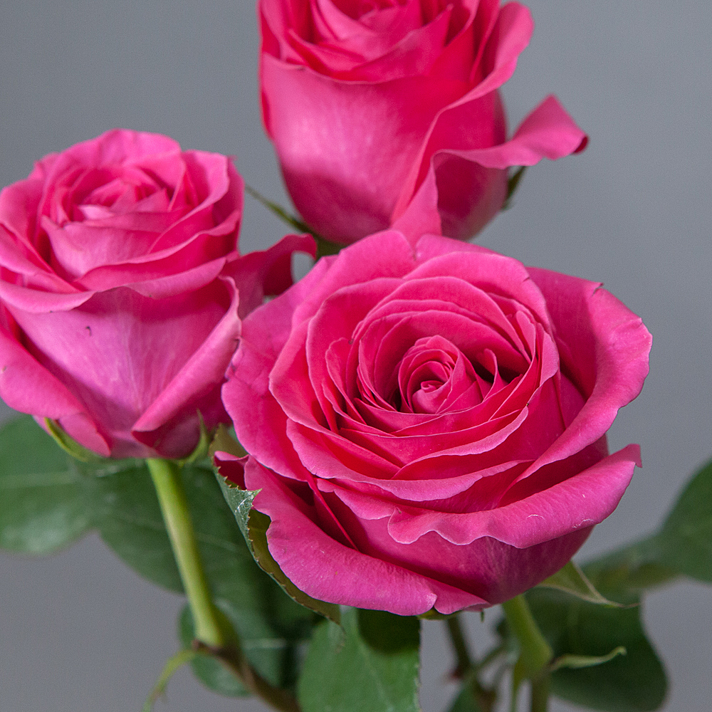 роза pink floyd 3ст 
