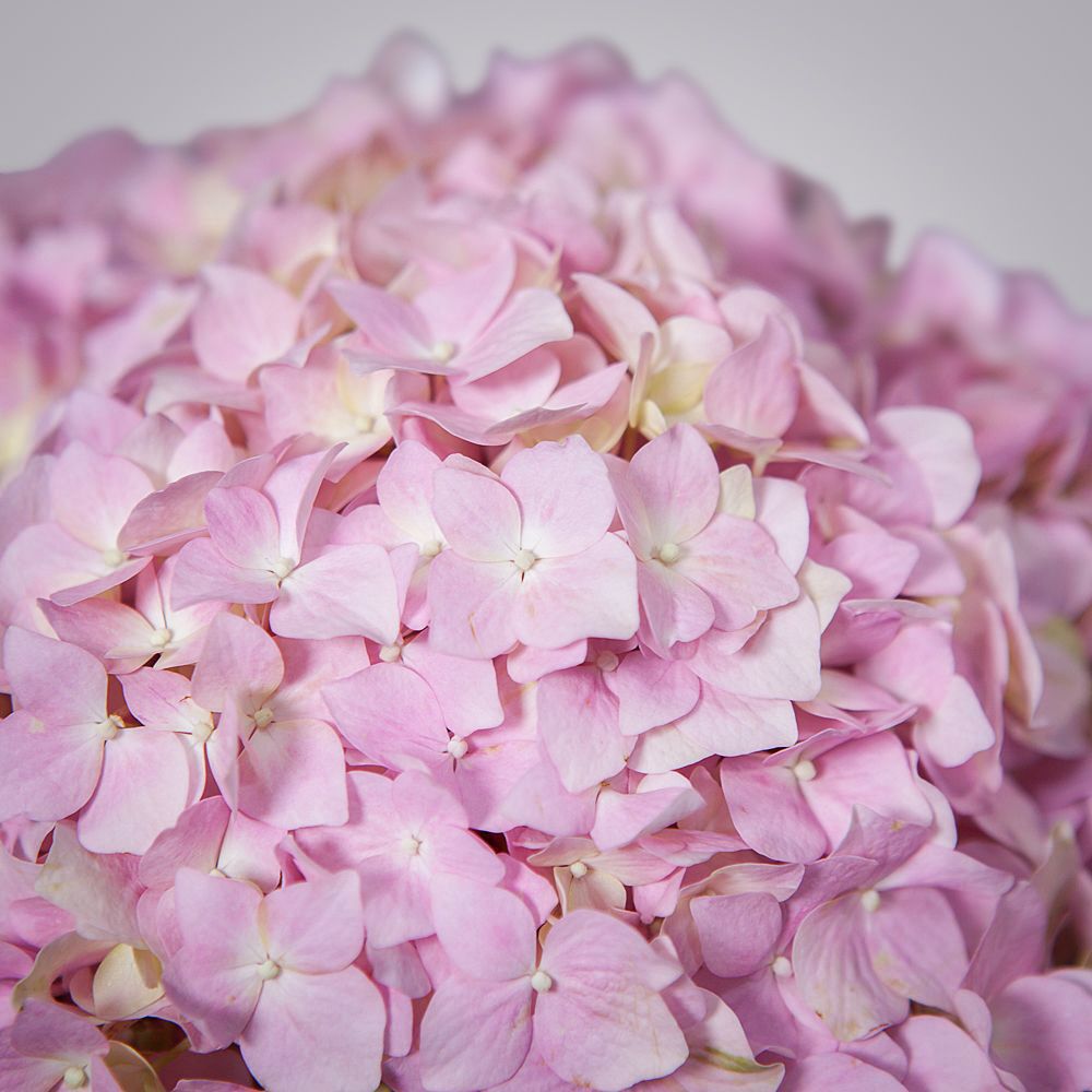 монобукет из нежных розовых гортензий 