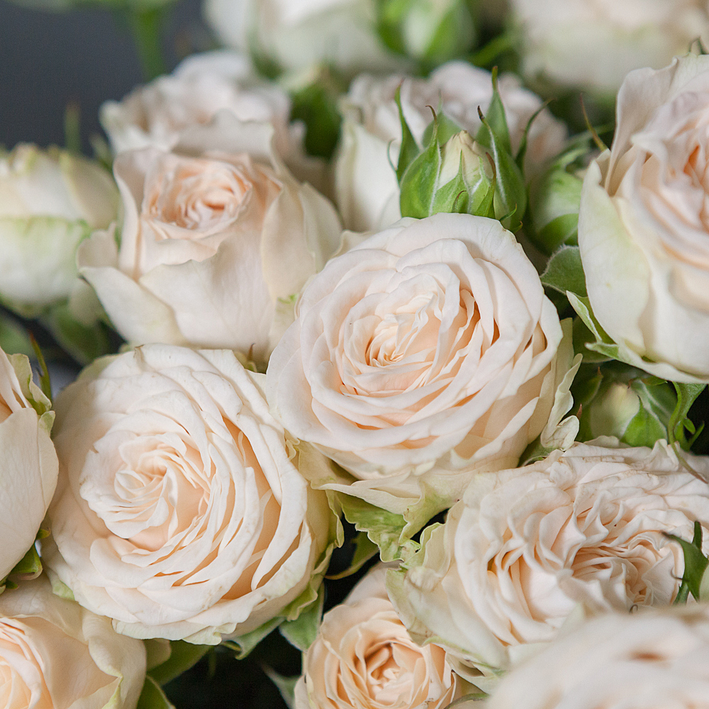 монобукет 9 кустовых роз "sophy" под ленту 