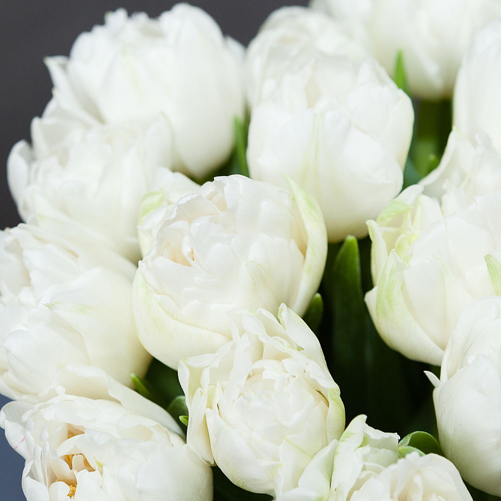 монобукет из 19 белых тюльпанов 