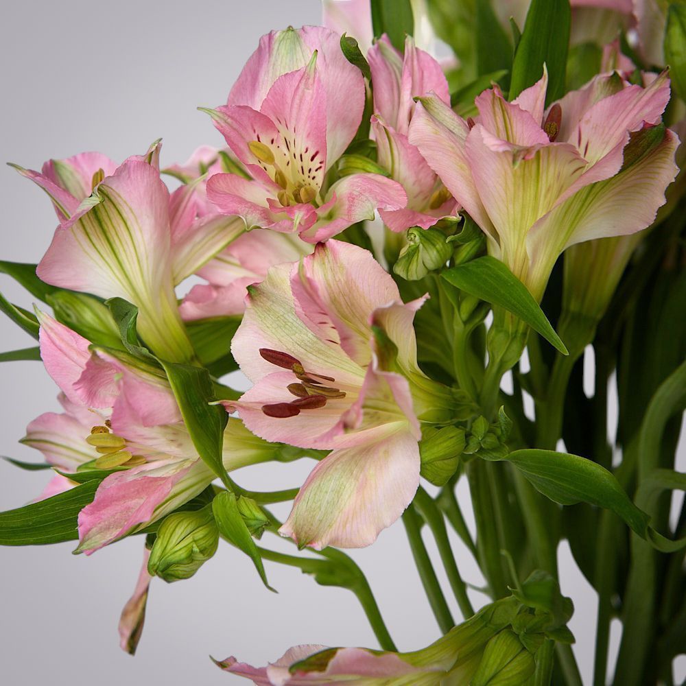 монобукет из 7 розовых альстромерий под ленту 