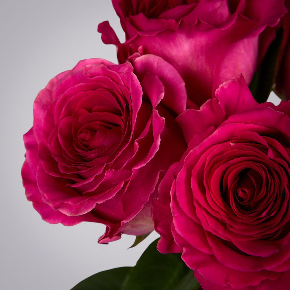 монобукет из 5 роз "pink floyd" под ленту 