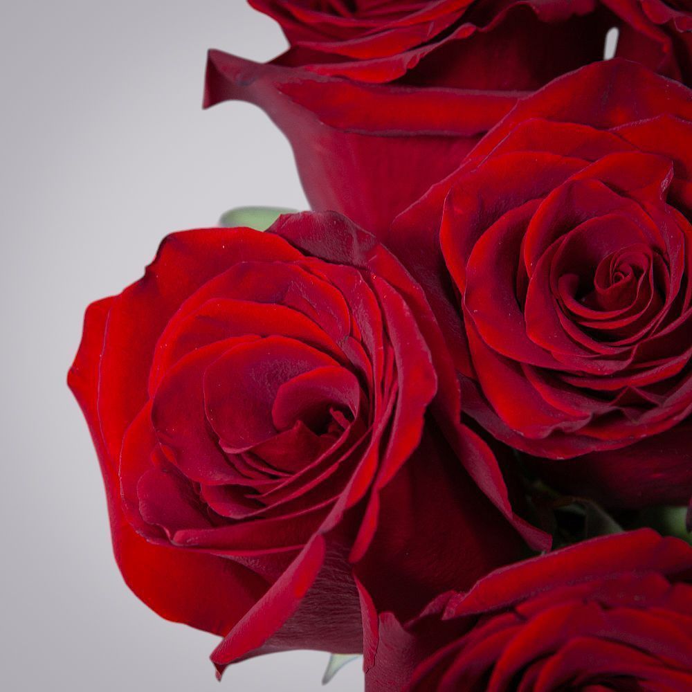 монобукет 9 роз "explorer" под ленту 