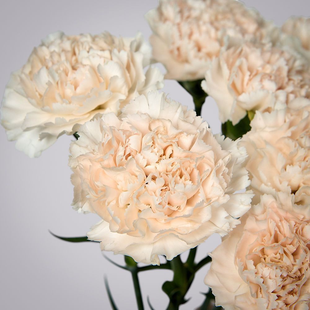 монобукет из 9 кремовых гвоздик под ленту 