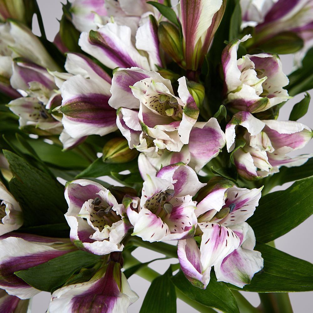 монобукет из 5 альстромерий под ленту  