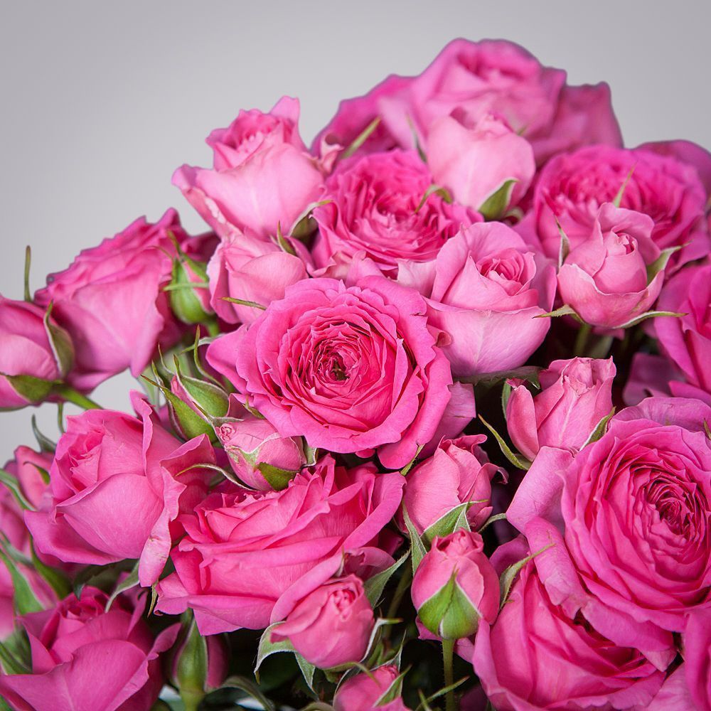 монобукет 9 роз "pink dimension" под ленту 