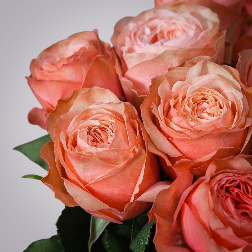 монобукет 7 пионовидных роз "kahala" под ленту 