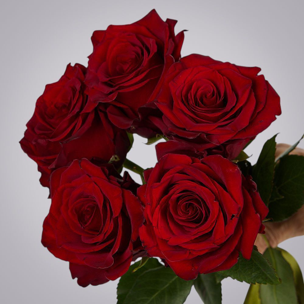 монобукет из 5 роз "explorer" под ленту 