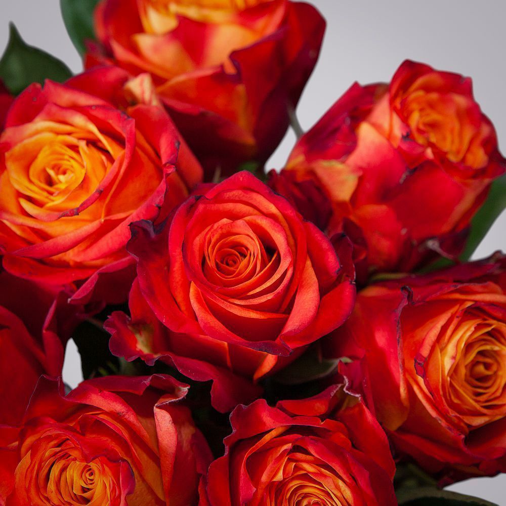 монобукет 7 роз "atomic" под ленту 