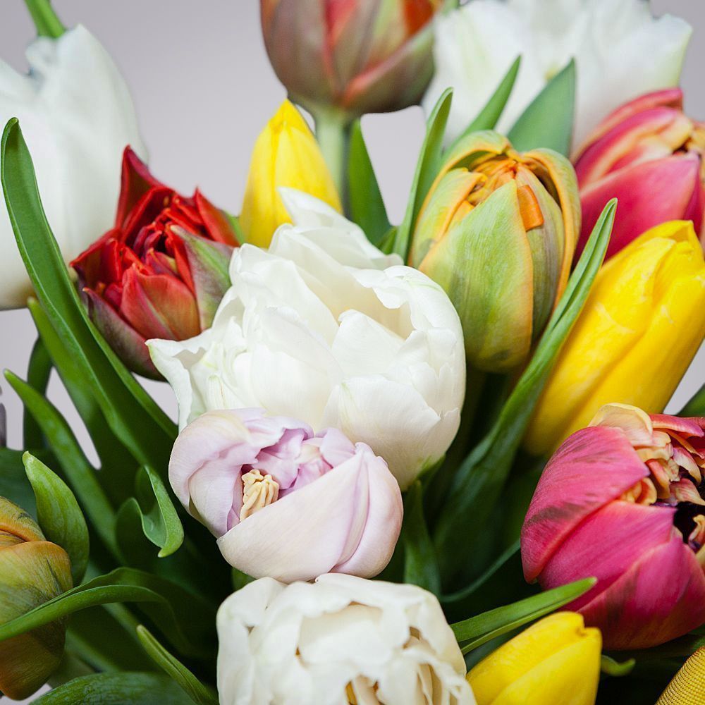 монобукет из 15 тюльпанов микс 
