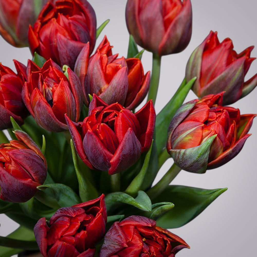 монобукет из 15 алых тюльпанов 