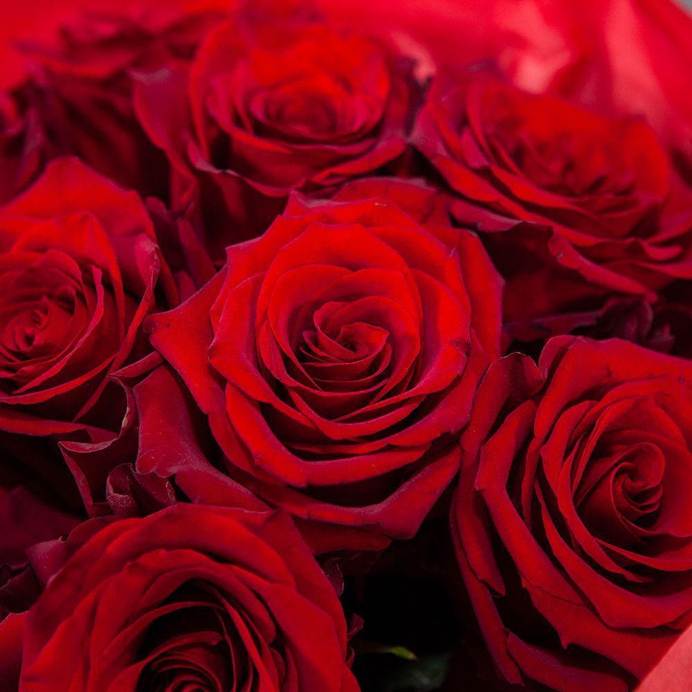 монобукет 9 роз "explorer" в упаковке с тишью 