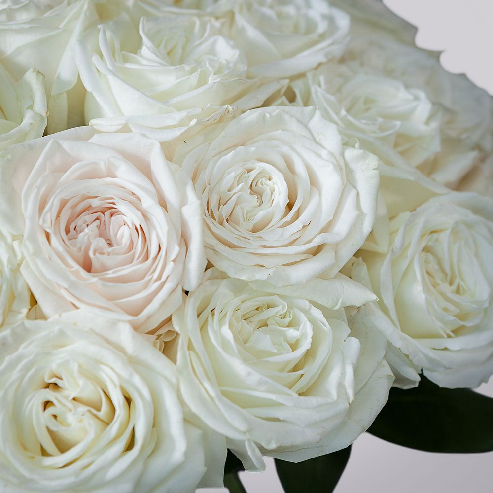 монобукет из 51 пионовидной розы "playa blanca" под ленту 