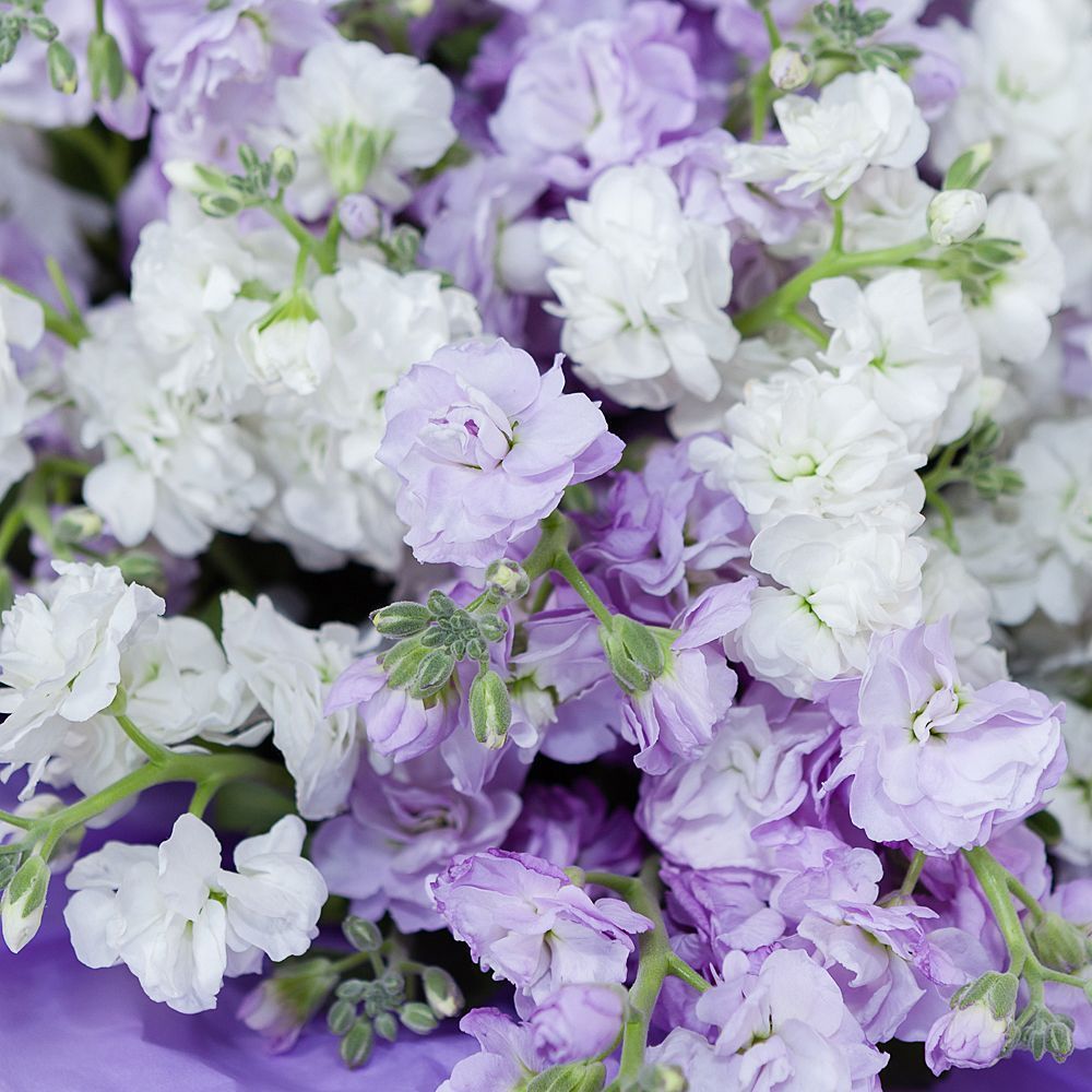 монобукет маттиола сиренево-белая 29 шт 