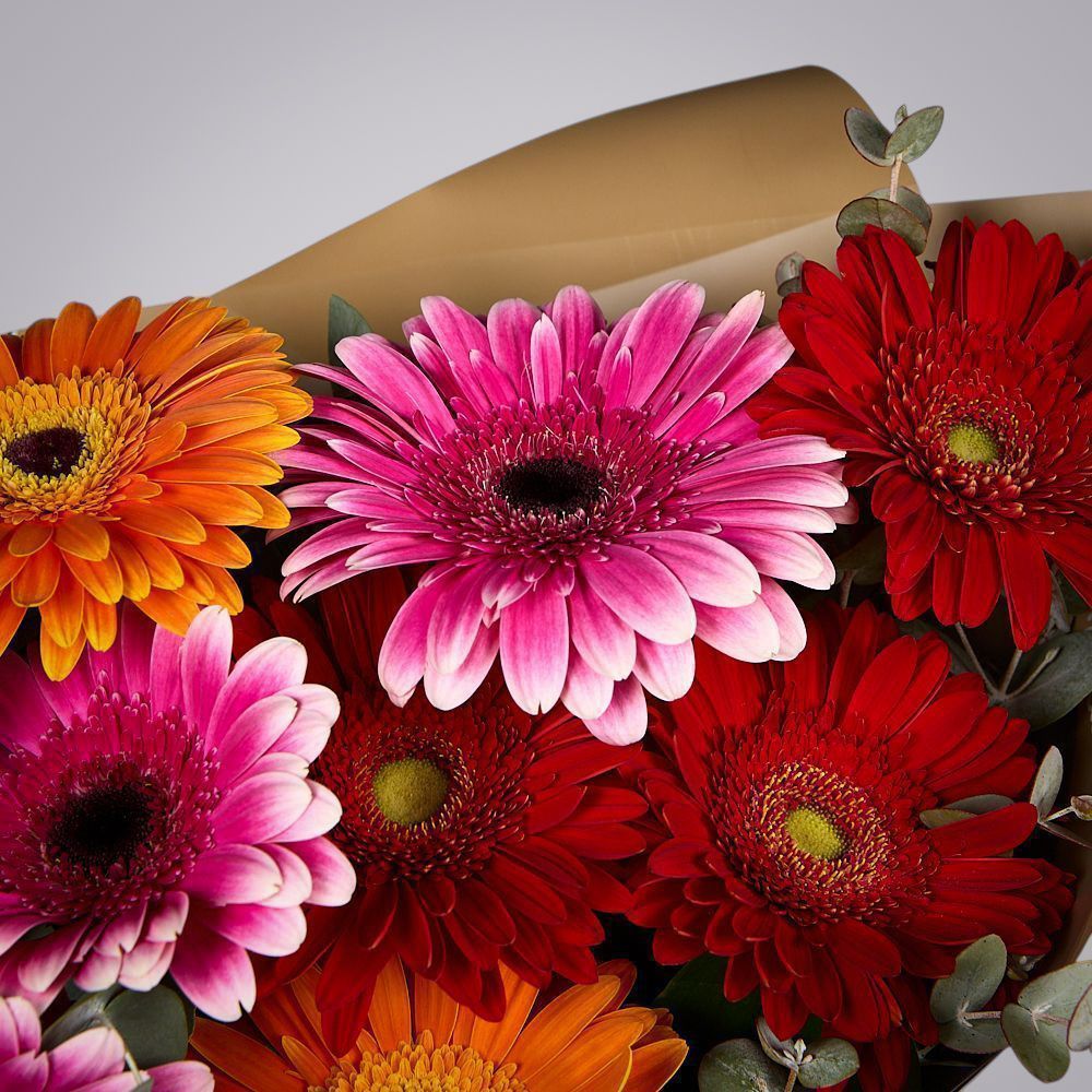 монобукет из 9 гербер с эвкалиптом  