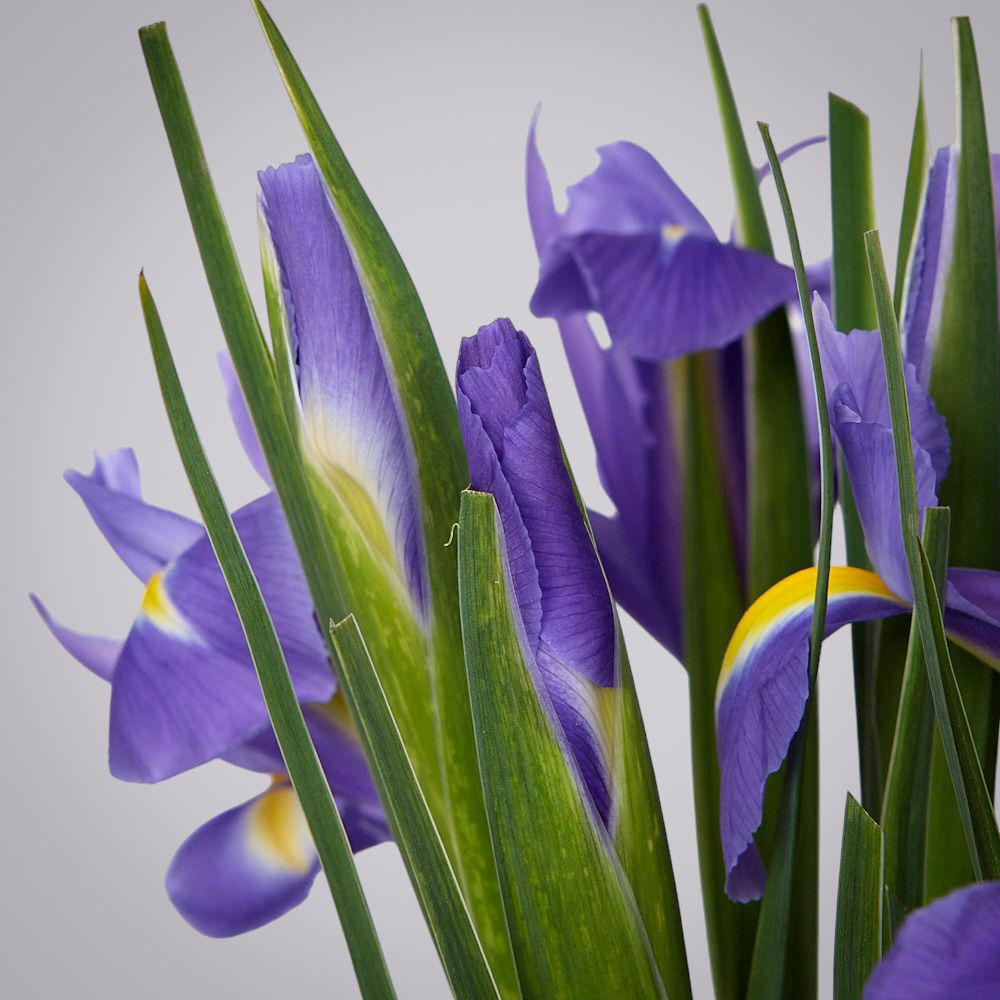 монобукет из 11 синих ирисов под ленту 