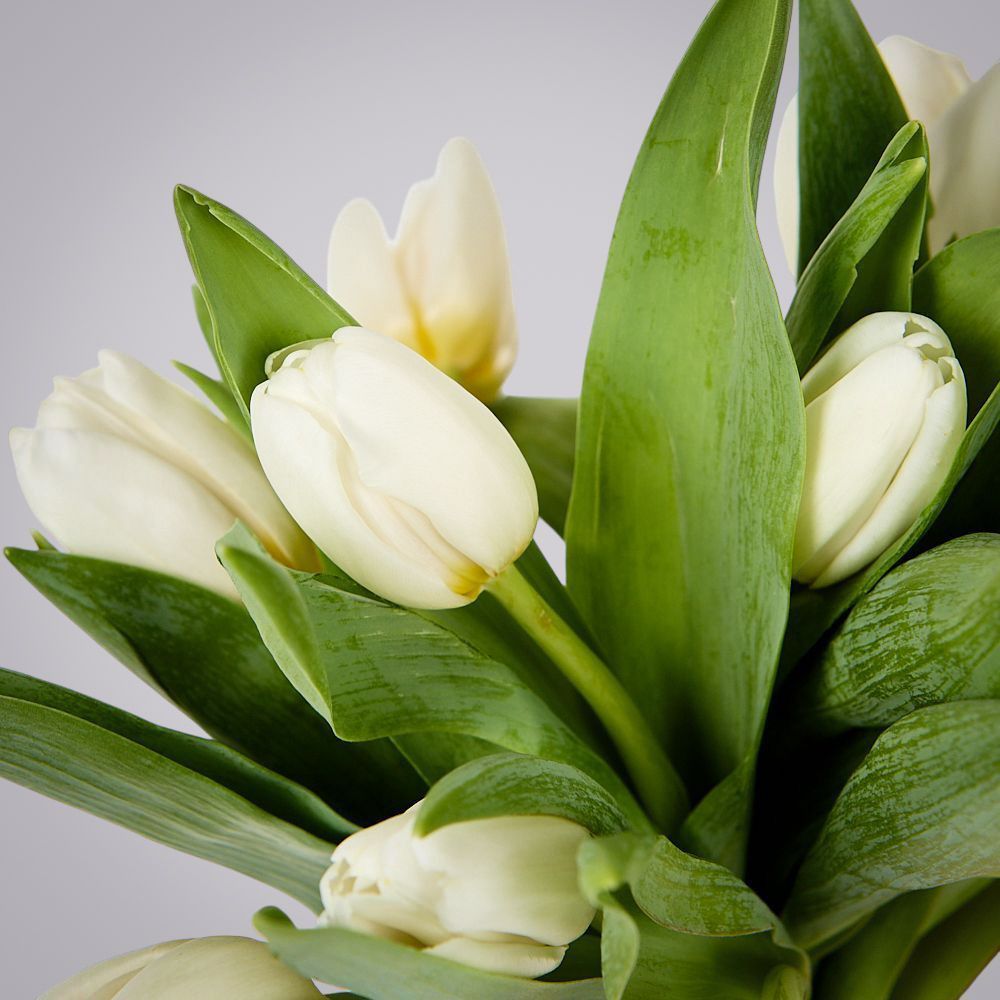 монобукет из 11 белых тюльпанов под ленту 