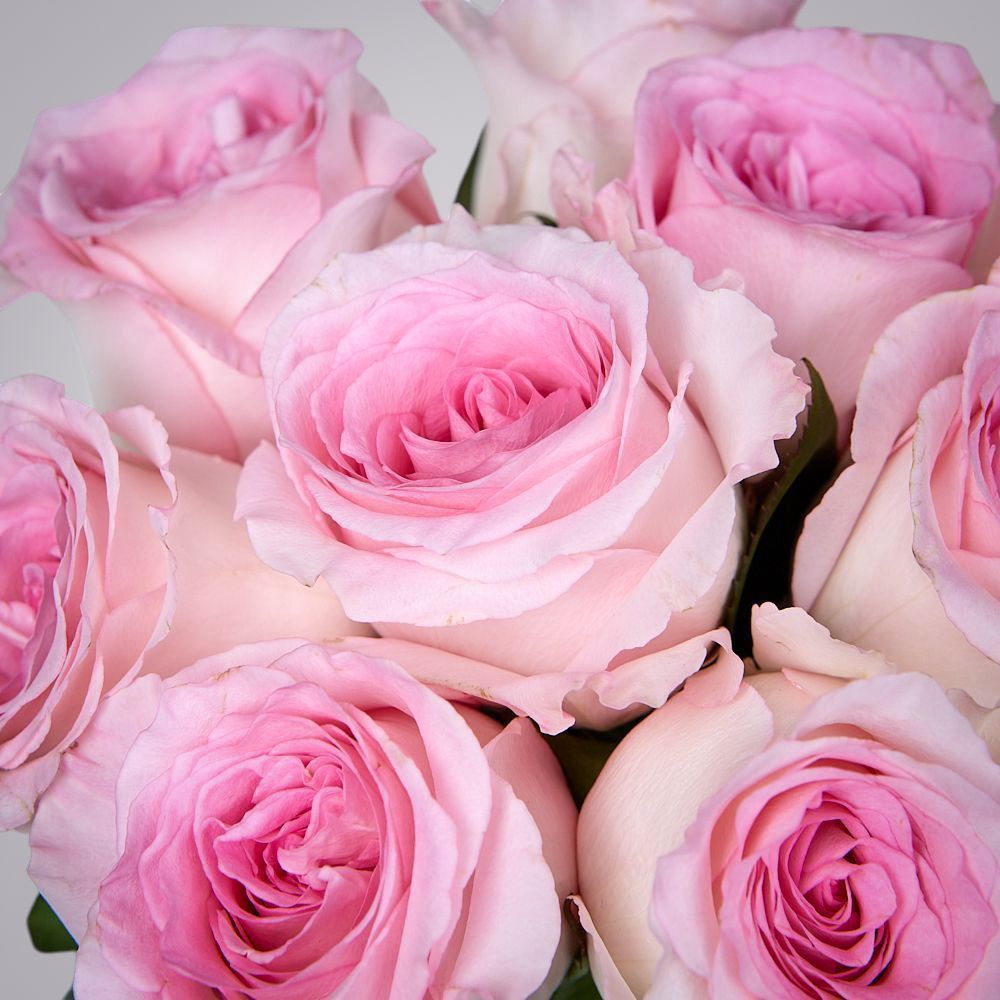 монобукет 9 пионовидных роз "mandala" под ленту 