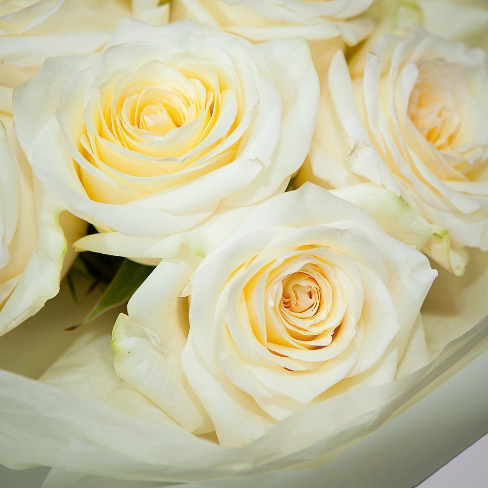 монобукет 9 пионовидных роз "candlelight" в белой упаковке с тишью 