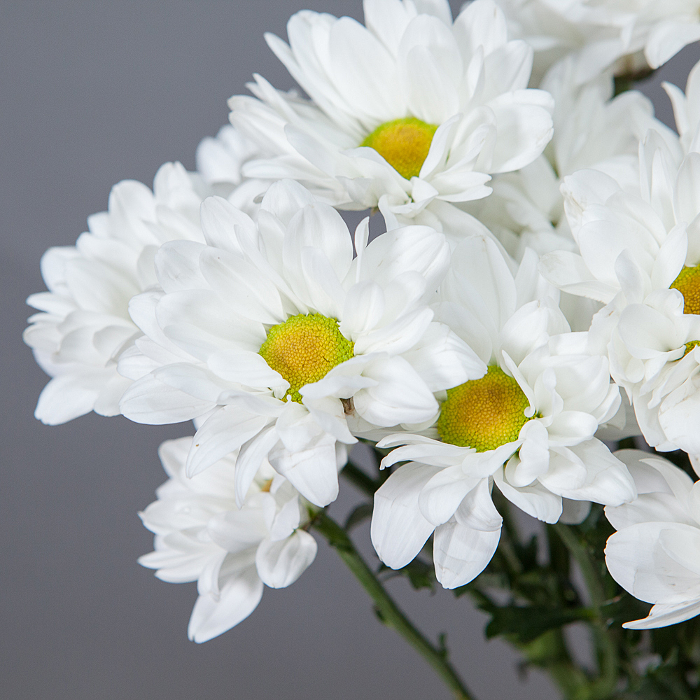 хризантема кустовая белая 3ст 