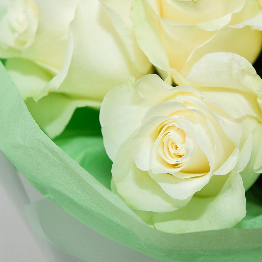 монобукет 9 роз "mondial" в светло-зеленой упаковке с тишью 