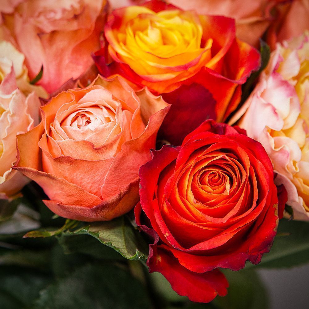 монобукет из 21 роз микс-2 под ленту 