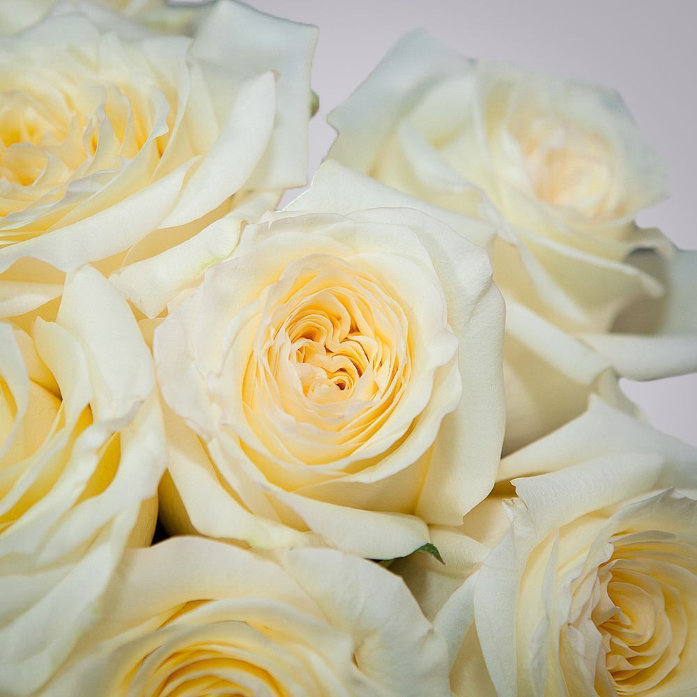 монобукет 9 пионовидных роз "candlelight" под ленту 