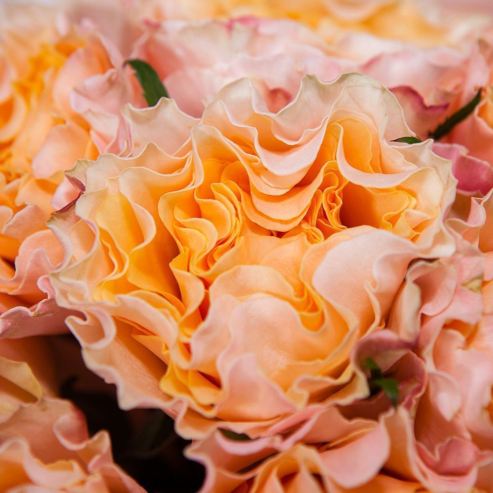 монобукет 9 пионовидных роз "campanella" в упаковке с тишью 