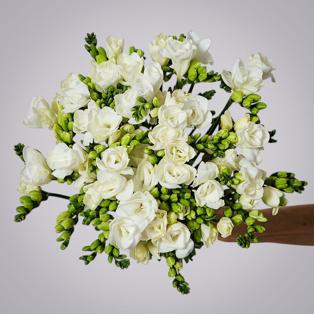 монобукет из 49 белых фрезий 