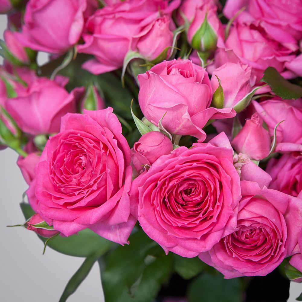 монобукет 7 роз "pink dimension" под ленту 