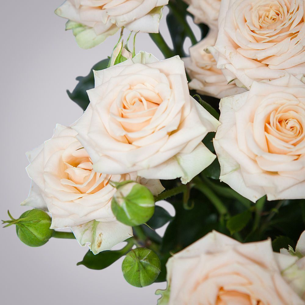 монобукет 7 роз "tanya" под ленту 