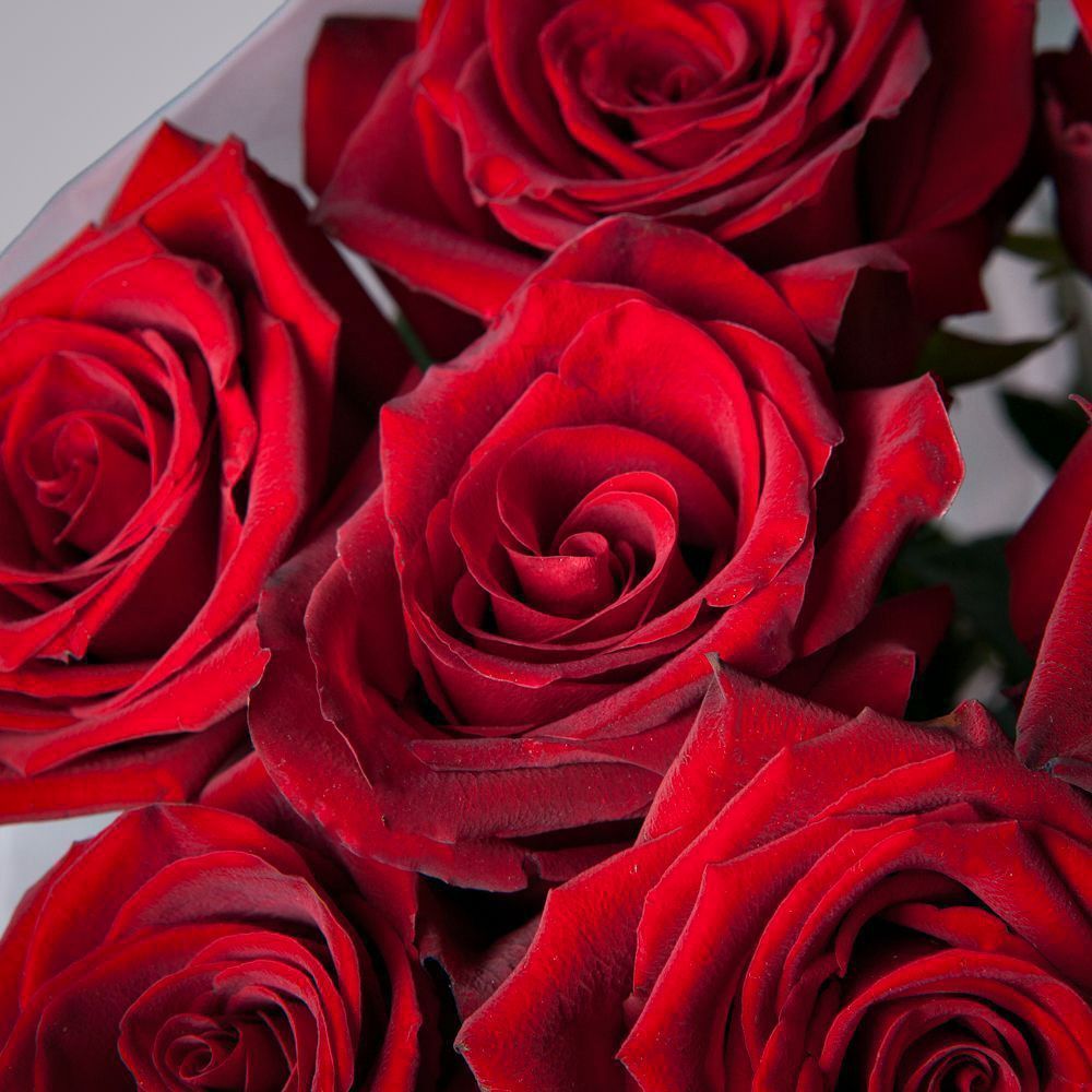 монобукет 11 роз "explorer" в упаковке с тишью 