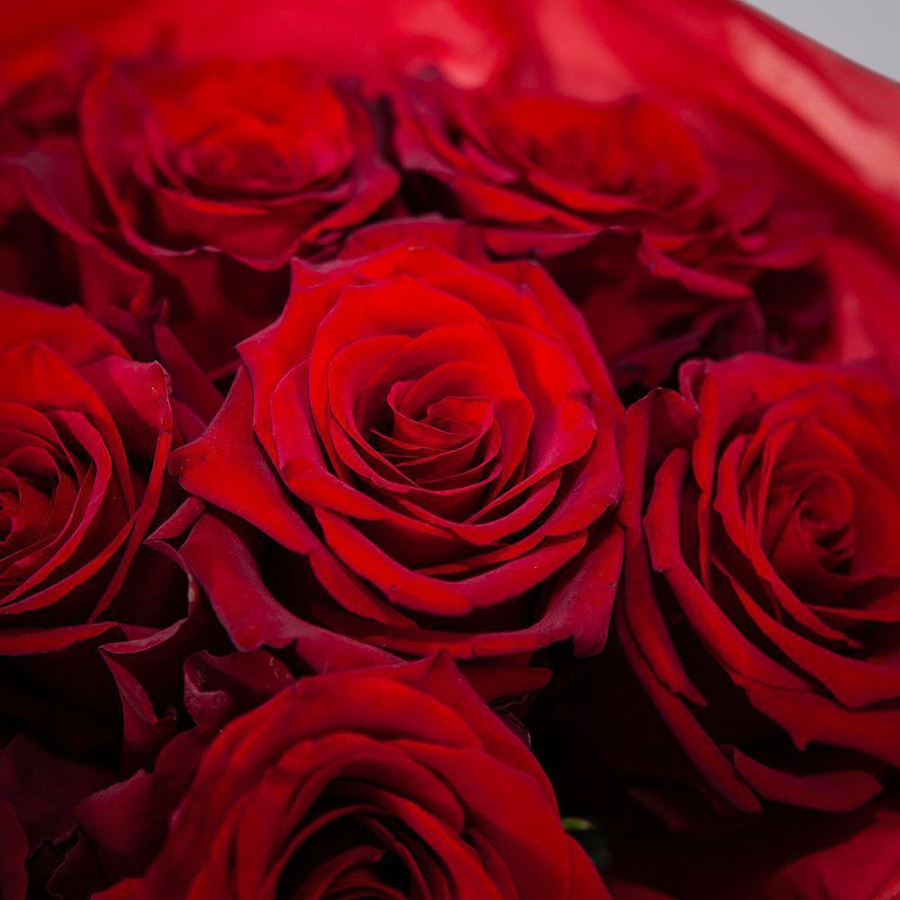 монобукет 9 роз "explorer" в упаковке с тишью 