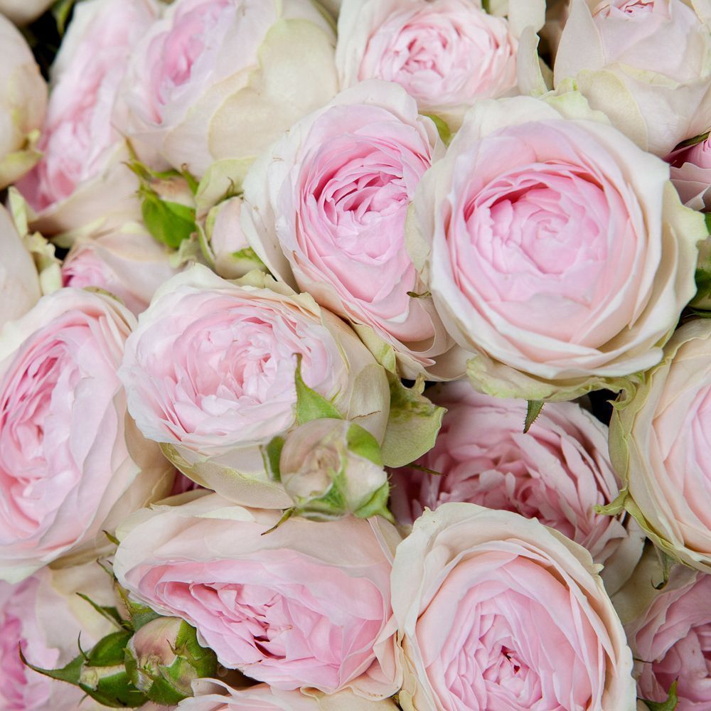 монобукет 25 кустовых роз "dedication" в упаковке 