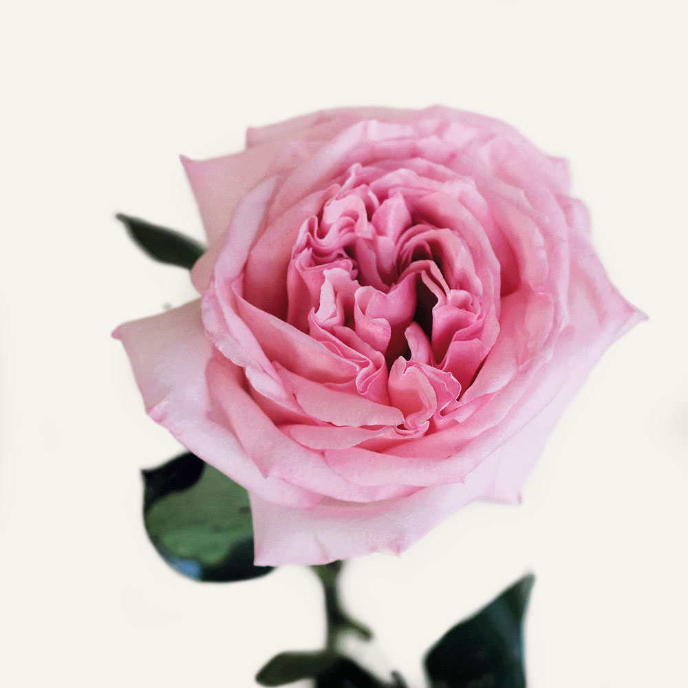 роза pink o hara 