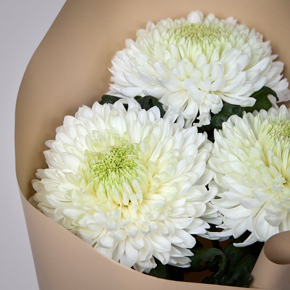 монобукет из 3 белых хризантем magnum в упаковке 