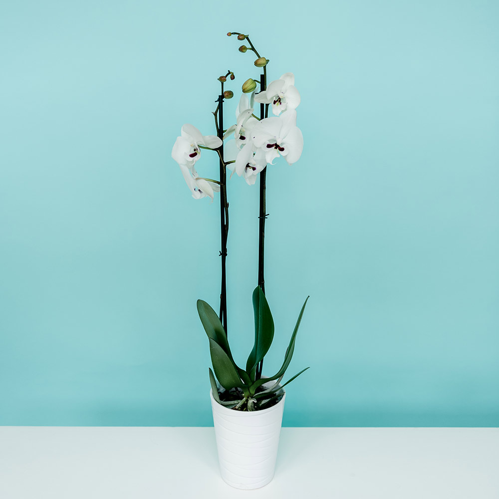 орхидея phalaenopsis "mustaches" 