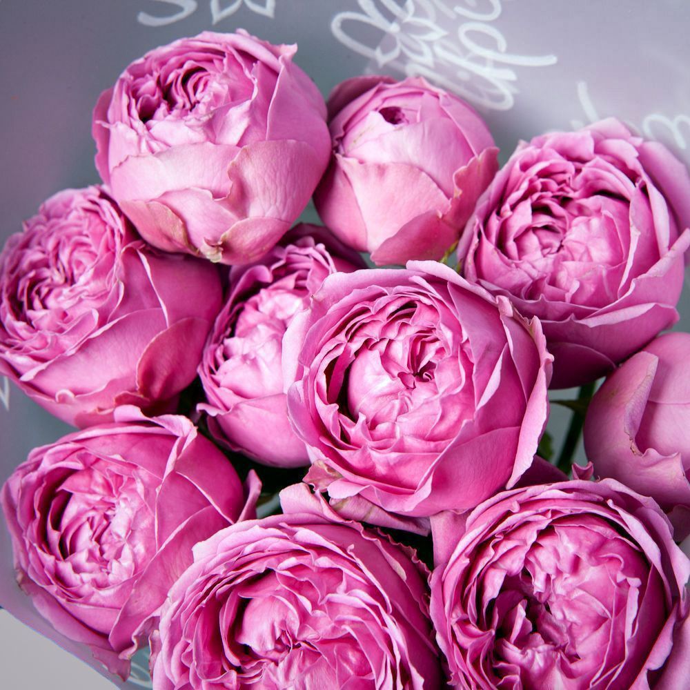 монобукет 3 кустовых роз misty bubbles в упаковке 