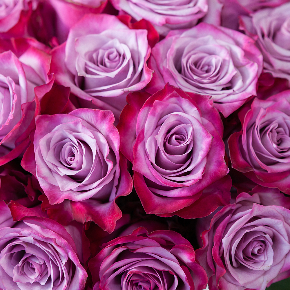 монобукет 51 роза «deep purple» под ленту 