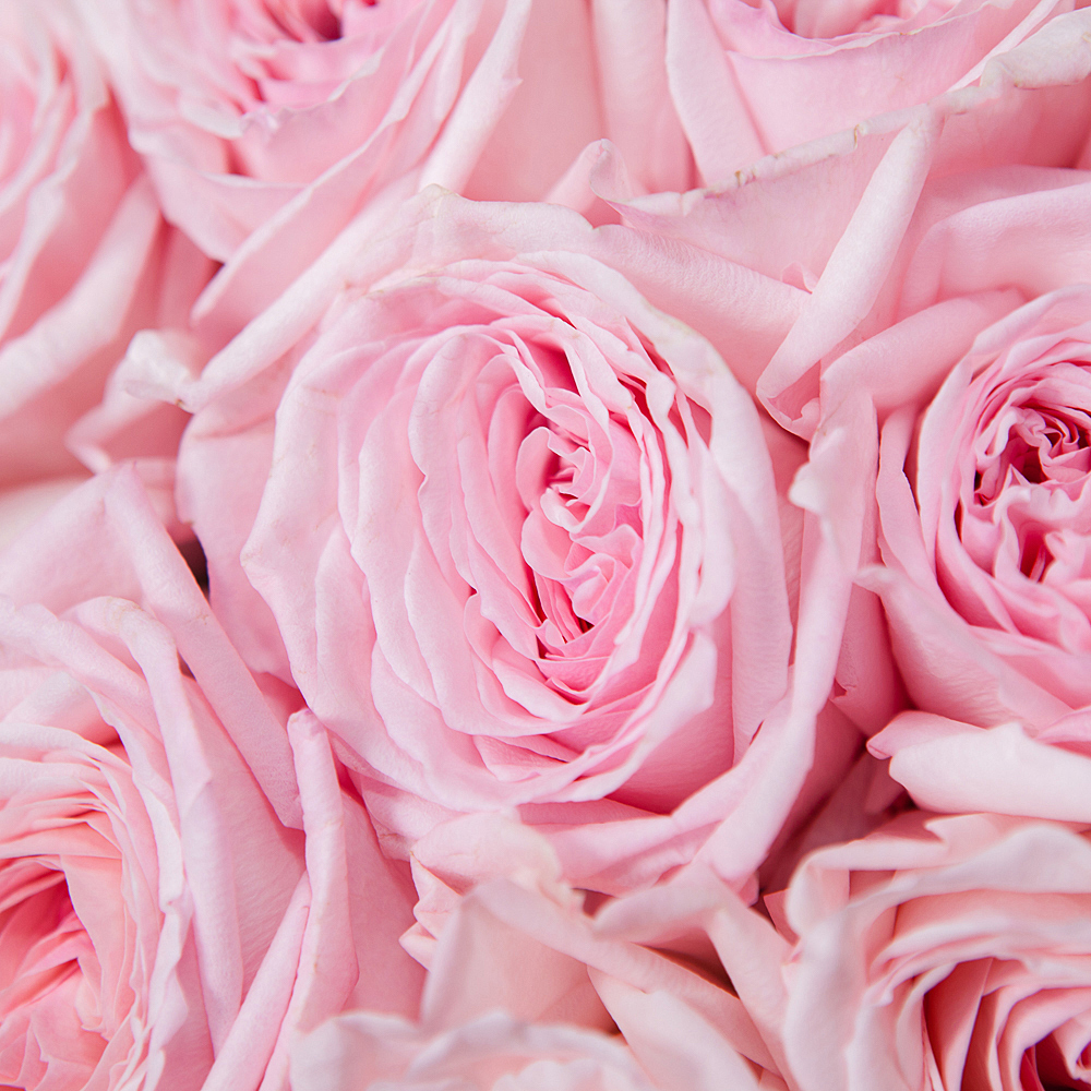 монобукет 51 роза «pink o'hara» 