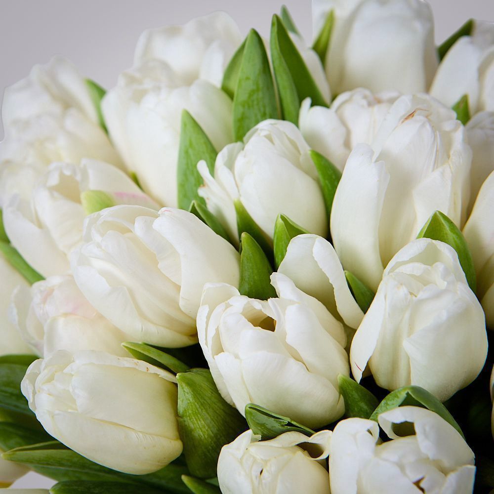 монобукет 51 белый тюльпан под ленту 